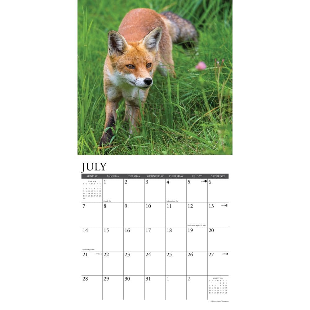 Foxes 2024 Wall Calendar