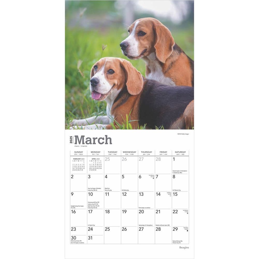 Beagle 2025 Mini Wall Calendar