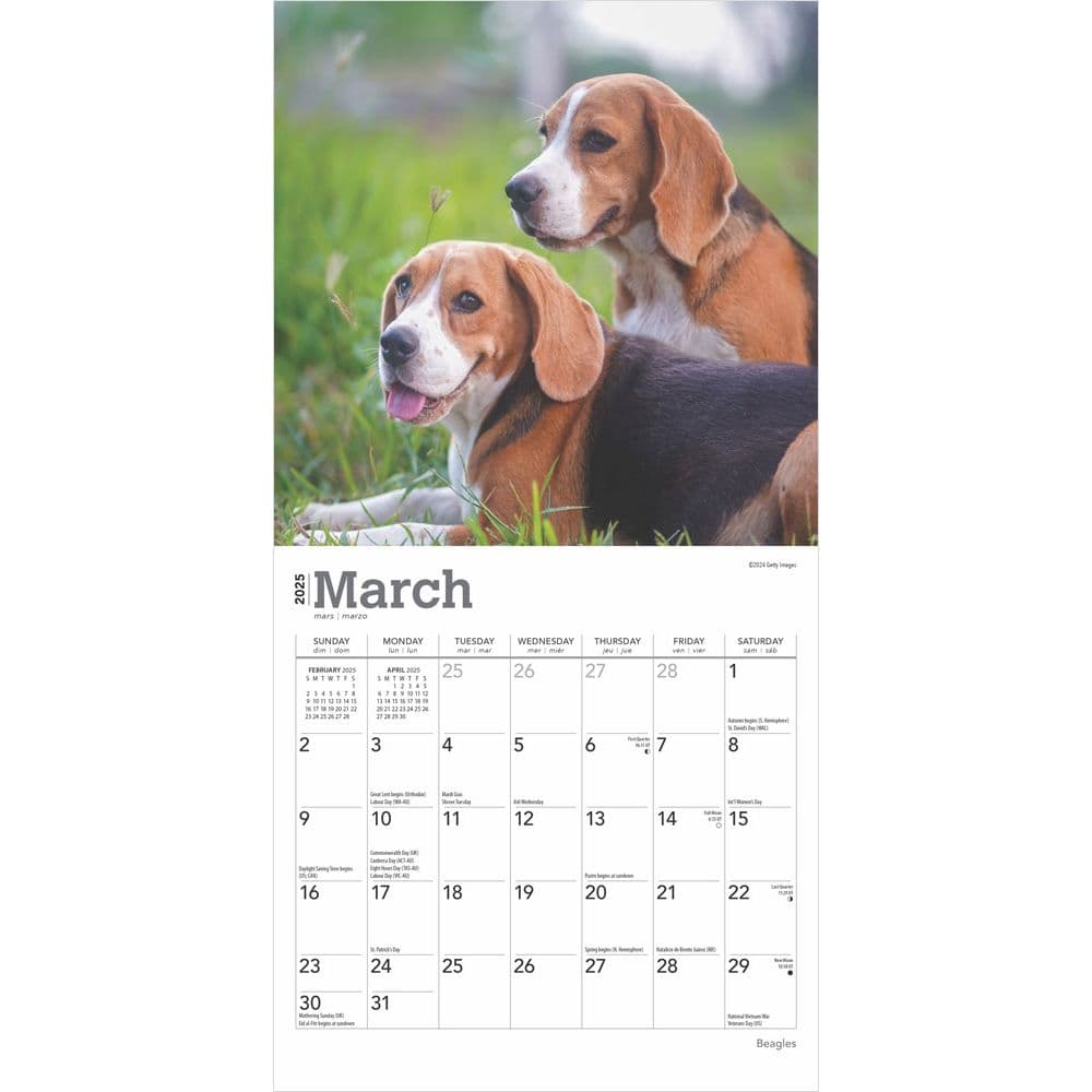 Beagle 2025 Mini Wall Calendar Second  Alternate Image width=&quot;1000&quot; height=&quot;1000&quot;