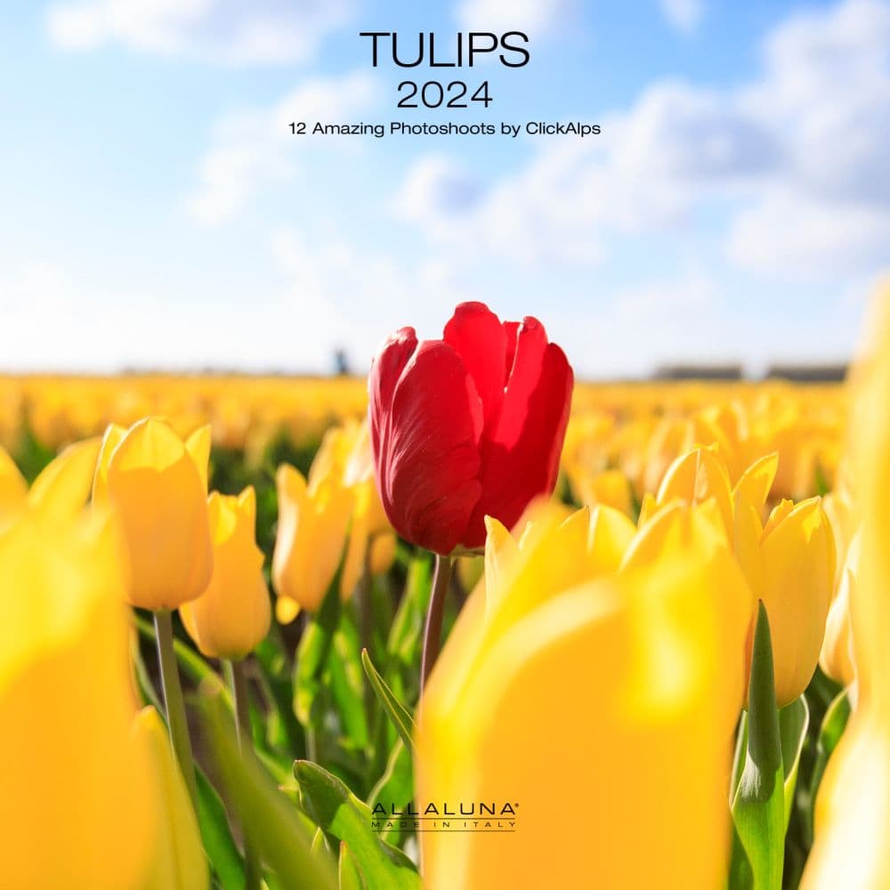 Tulips 2024 Wall Calendar