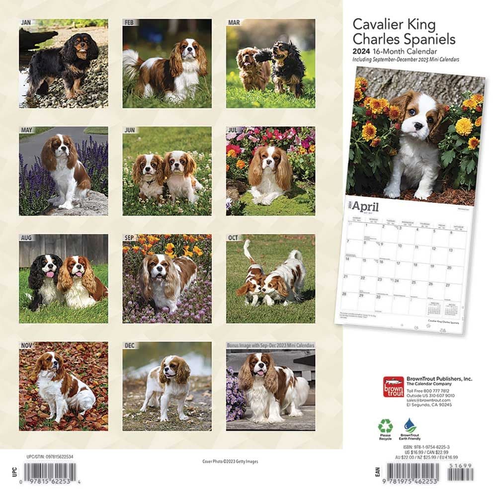 Cavalier King Charles 2024 Wall Calendar