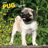 image Pug Puppies 2025 Wall Calendar  Main Image