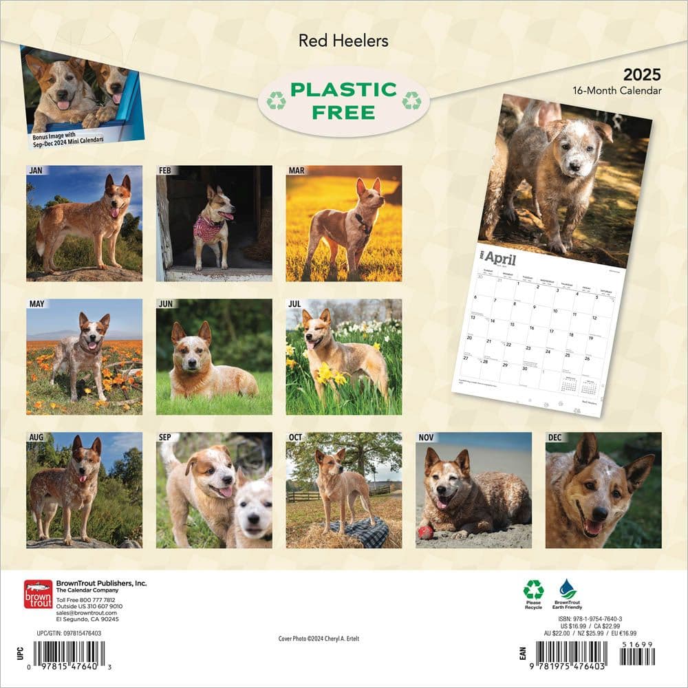 Red Heelers 2025 Wall Calendar