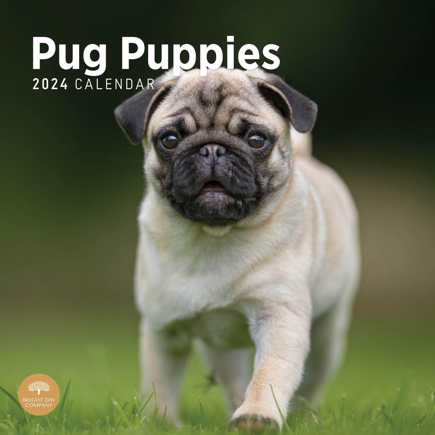 Pug Puppies 2024 Wall Calendar
