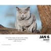 image What Cats Teach Us 2025 Desk Calendar lifestyle