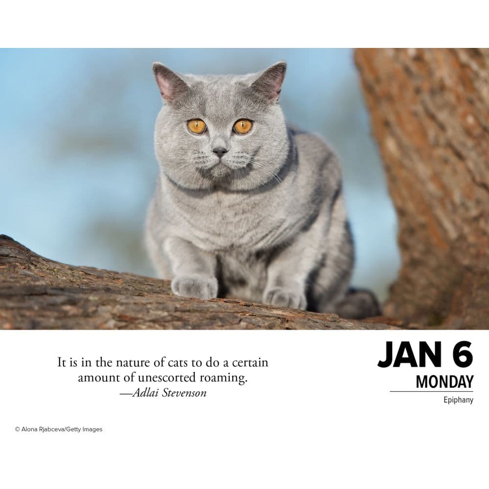 What Cats Teach Us 2025 Desk Calendar lifestyle