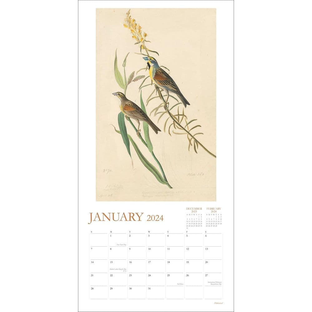 Audubons Watercolors 2024 Wall Calendar January