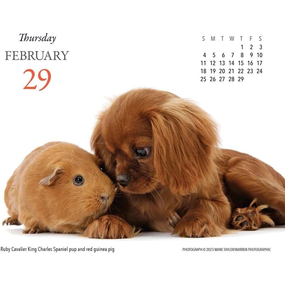 Puppies and Friends 2024 Desk Calendar Third Alternate Image width=&quot;1000&quot; height=&quot;1000&quot;
