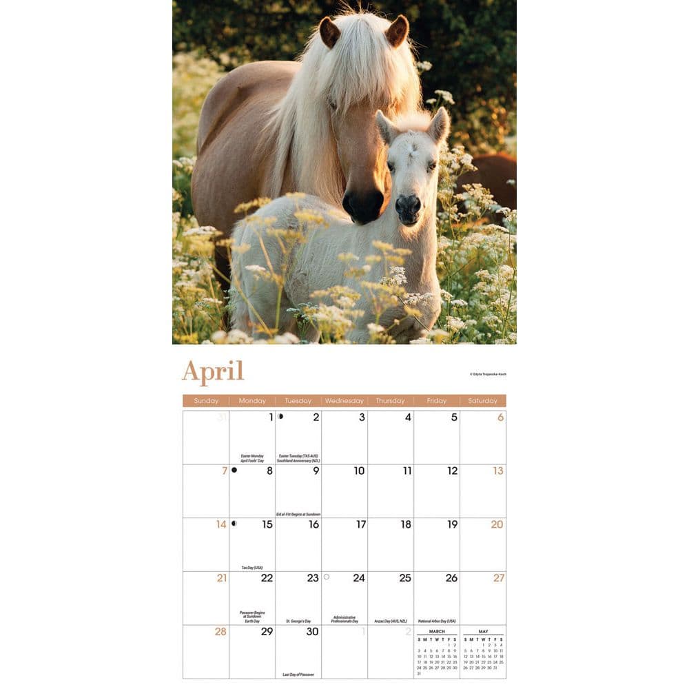 Horses 2024 Mini Wall Calendar