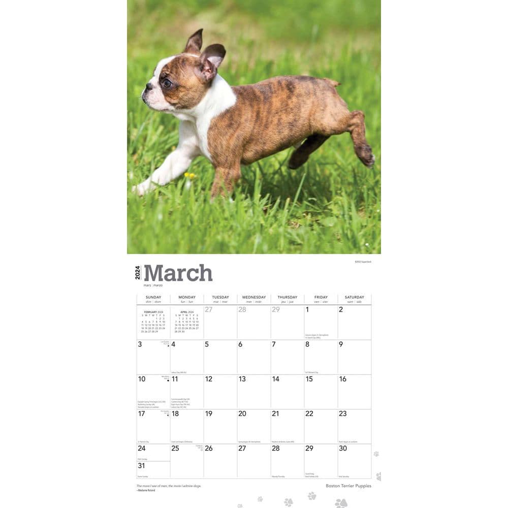 Boston Terrier Puppies 2024 Wall Calendar