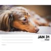 image Just Dachshunds 2025 Desk Calendar Second Alternate Image