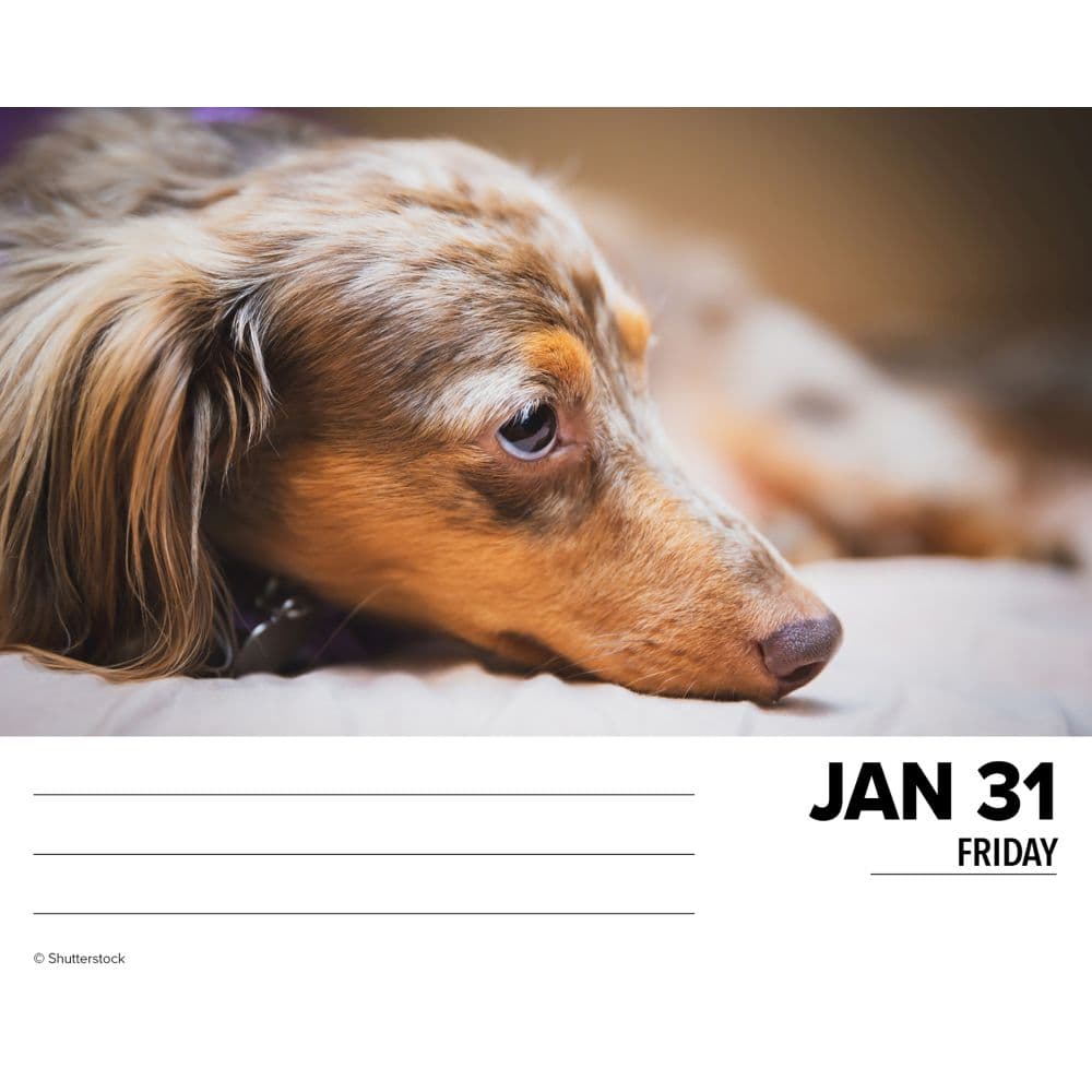 Just Dachshunds 2025 Desk Calendar Second Alternate Image