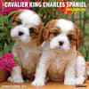 image Just Cavalier King Charles Puppies 2025 Wall Calendar Main Image