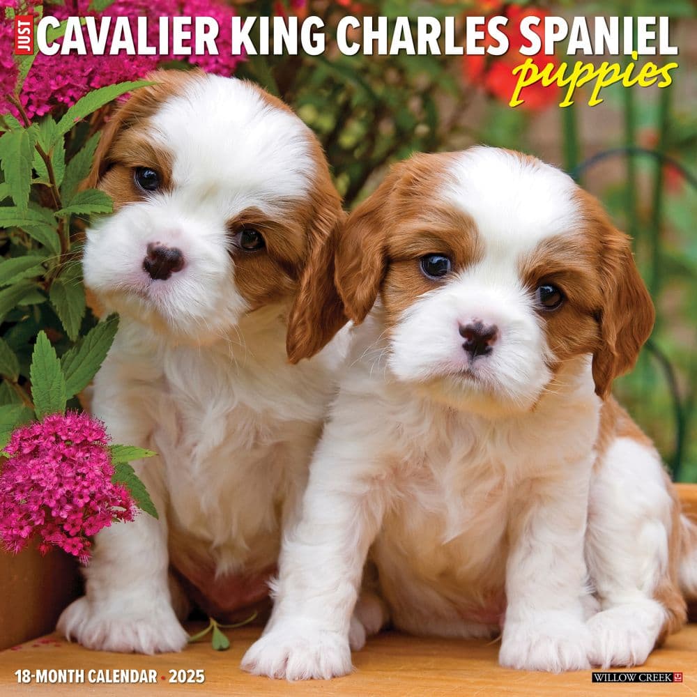 Just Cavalier King Charles Puppies 2025 Wall Calendar