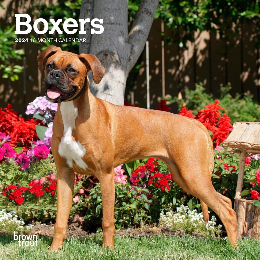 Boxer Puppies 2024 Mini Wall Calendar 