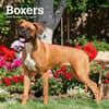 image Boxers International Edition 2024 Mini Wall Calendar Main Product Image width=&quot;1000&quot; height=&quot;1000&quot;