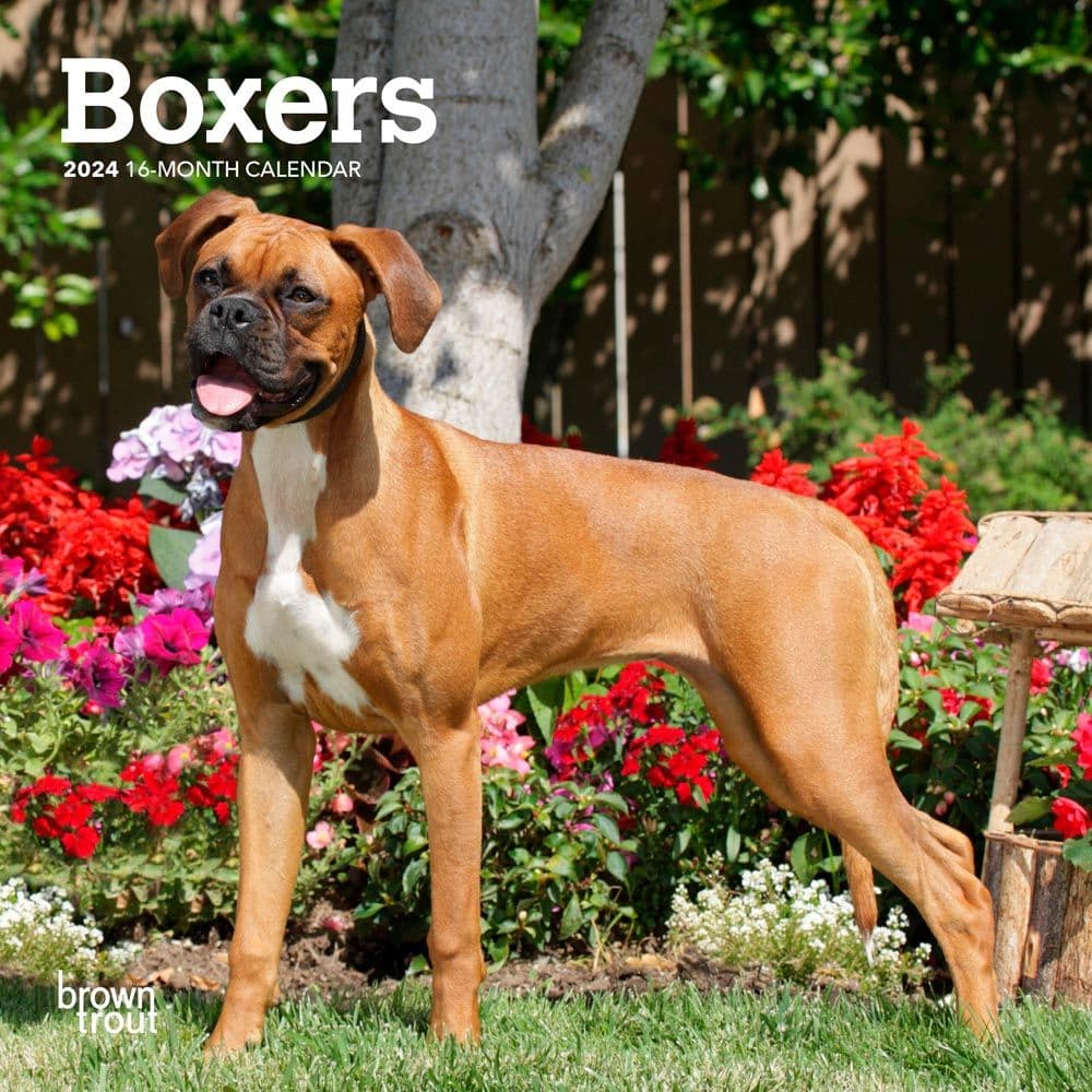 Boxers International Edition 2024 Mini Wall Calendar Main Product Image width=&quot;1000&quot; height=&quot;1000&quot;