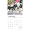 image Shih Tzu Puppies 2025 Wall Calendar Third Alternate Image width=&quot;1000&quot; height=&quot;1000&quot;