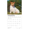 image Jack Russell Terriers 2027 Wall Calendar Third Alternate Image