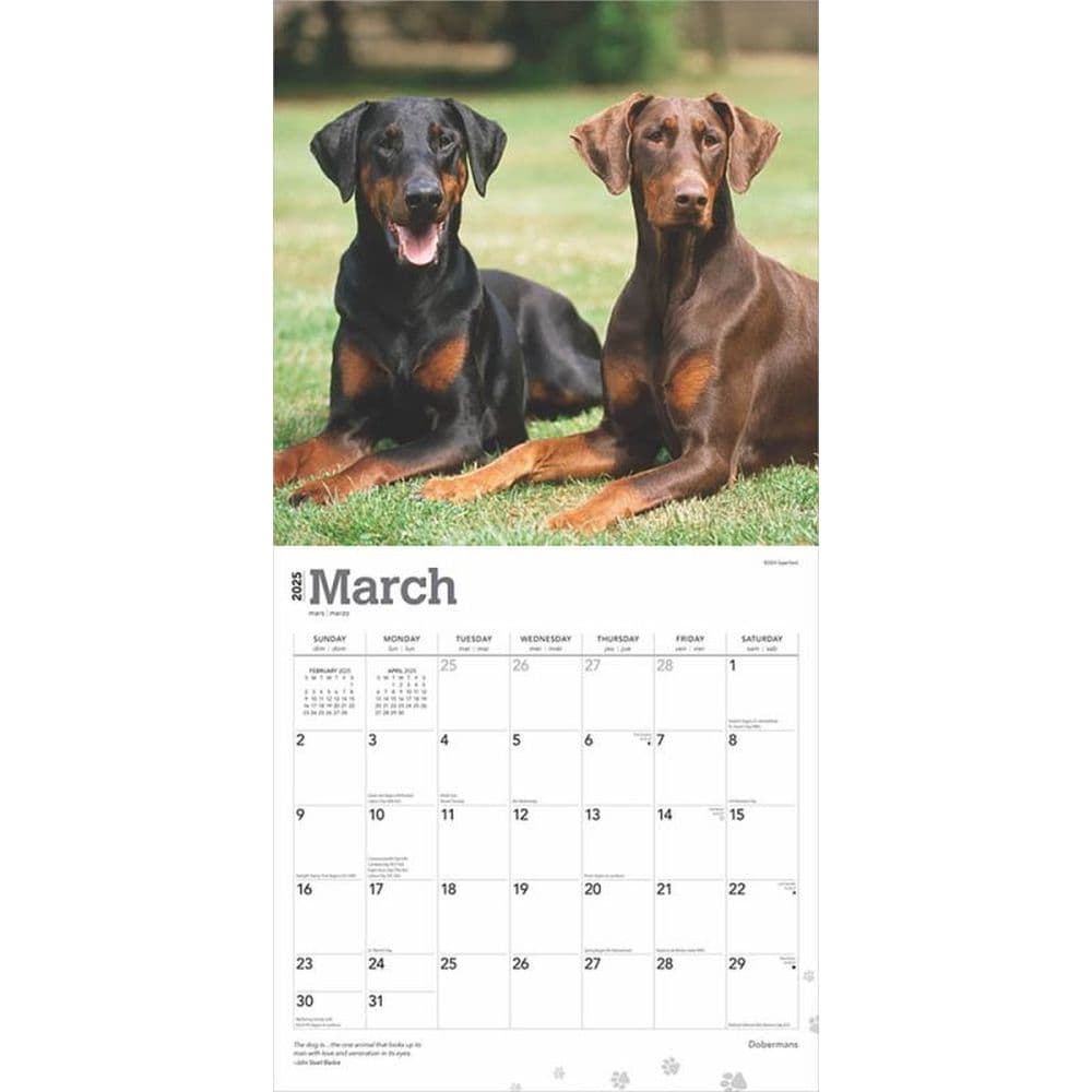 Dobermans 2025 Wall Calendar Second Alternate Image