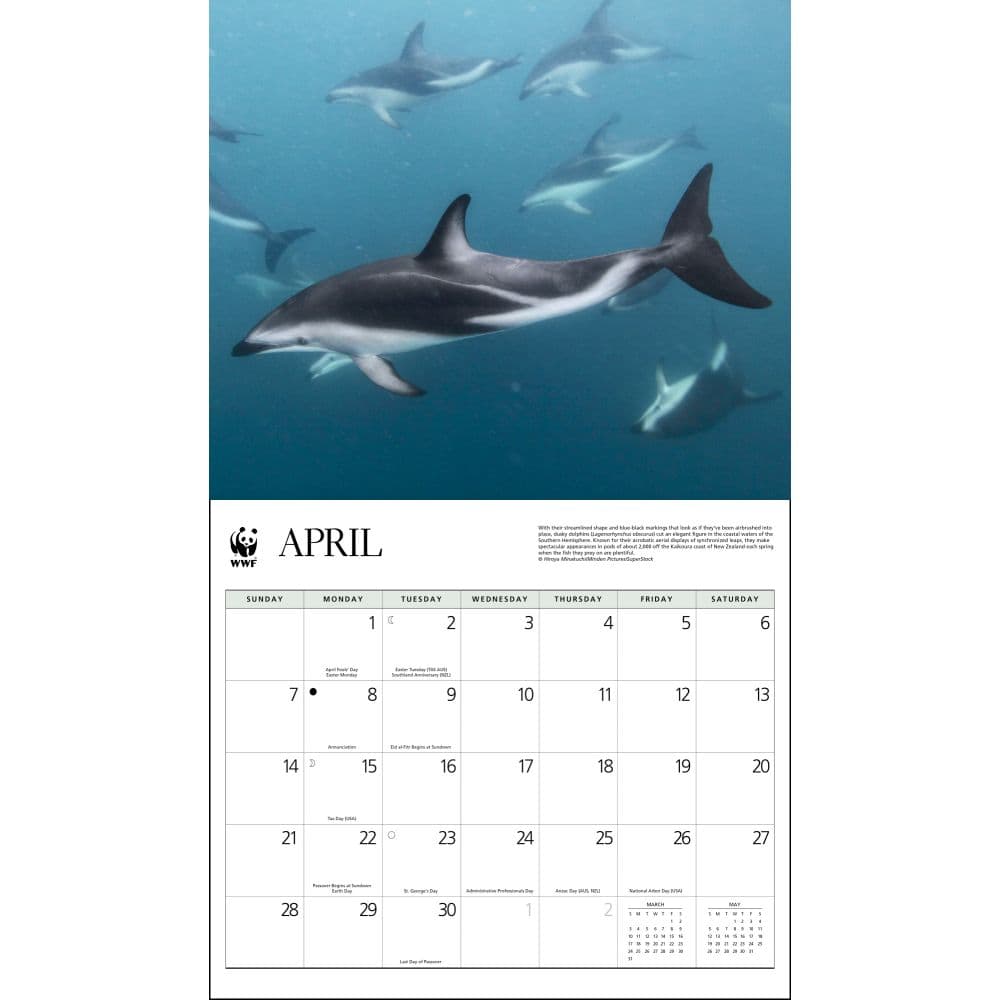 dolphins-wwf-2024-wall-calendar-alt2