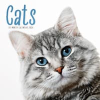 image Cats 2026 Wall Calendar  Main Image