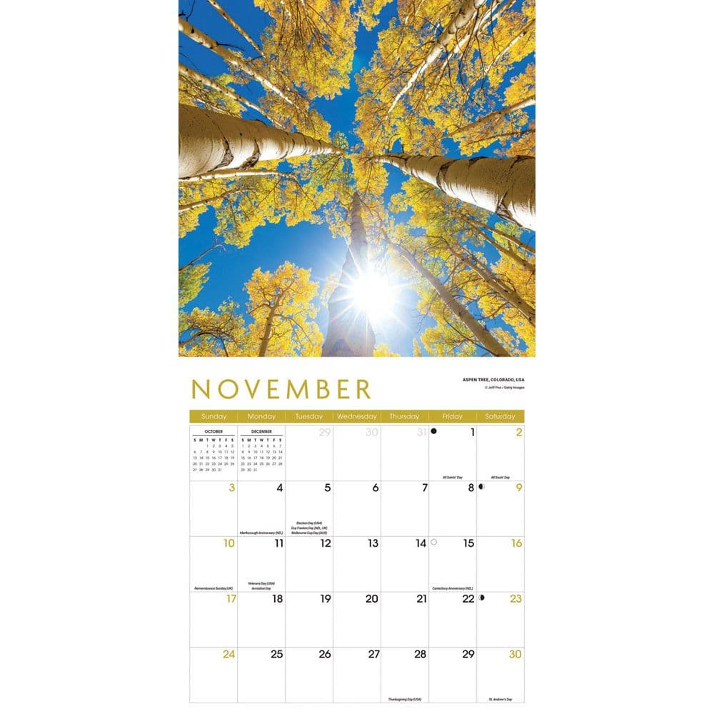 Trees 2024 Wall Calendar