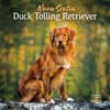 image Nova Scotia Duck Tolling Retriever 2026 Wall Calendar Main Image