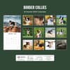 image Border Collies 2027 Wall Calendar First Alternate Image
