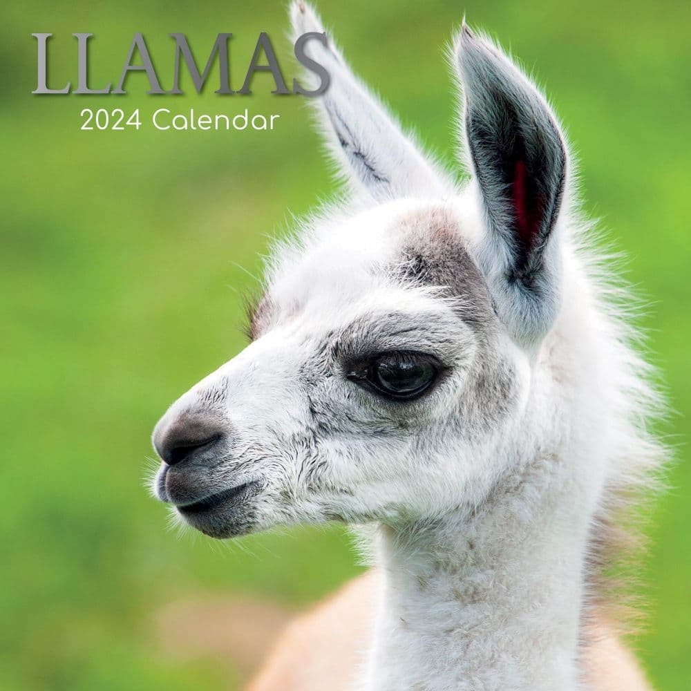 Llamas 2024 Wall Calendar Main Product Image width=&quot;1000&quot; height=&quot;1000&quot;