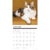 image Calico Cats 2025 Wall Calendar Second Alternate Image width="1000" height="1000"
