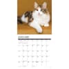 image Calico Cats 2025 Wall Calendar Second Alternate Image width=&quot;1000&quot; height=&quot;1000&quot;