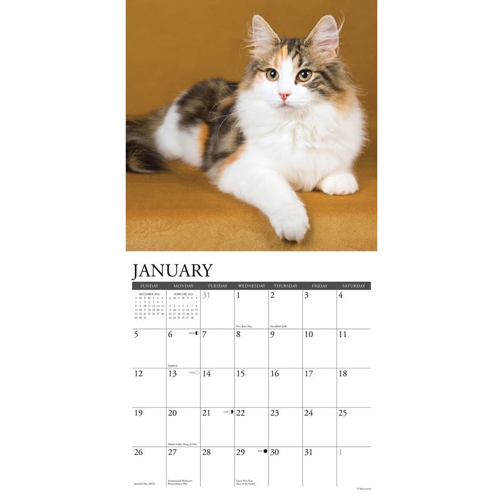 Calico Cats 2025 Wall Calendar Second Alternate Image width="1000" height="1000"