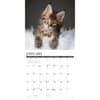 image Maine Coon Kittens 2025 Wall Calendar