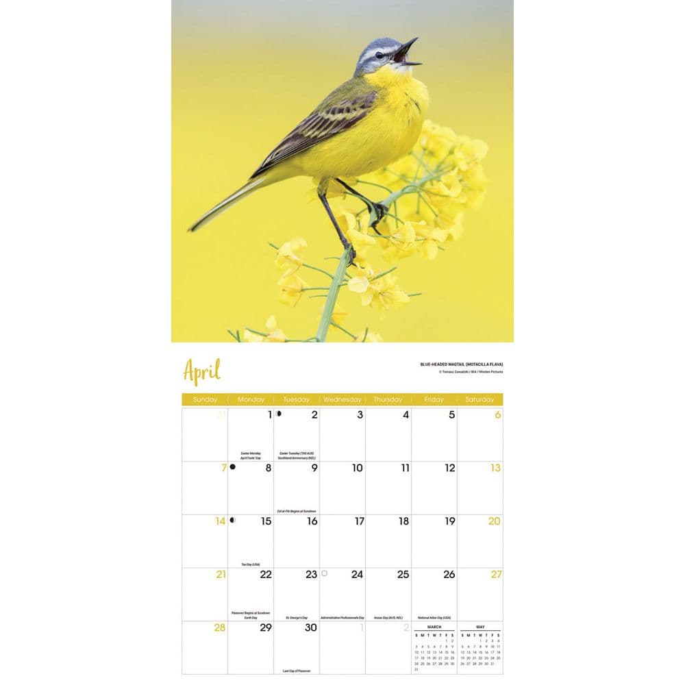 Songbirds 2024 Wall Calendar