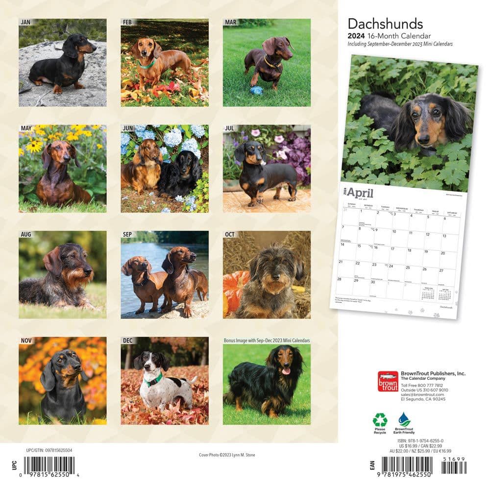 Dachshunds 2024 Wall Calendar