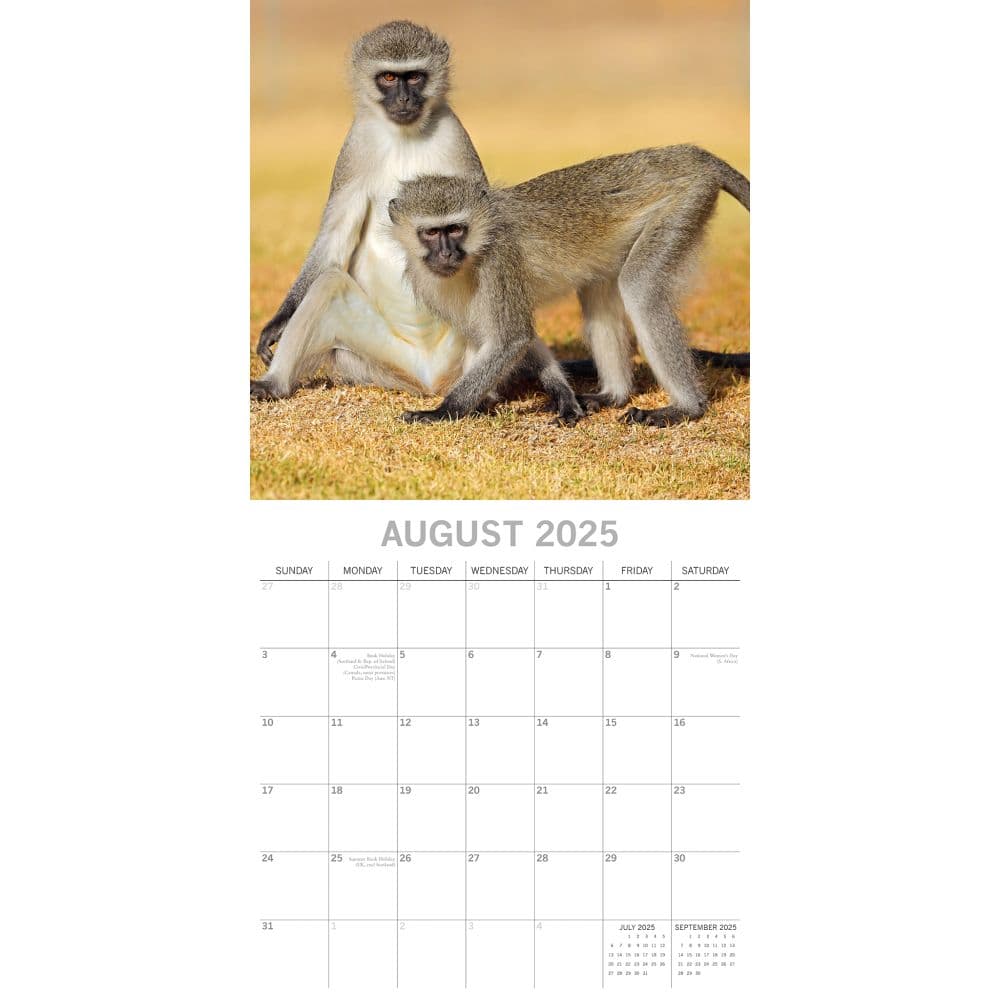 Monkey Business 2025 Wall Calendar Third Alternate Image width=&quot;1000&quot; height=&quot;1000&quot;