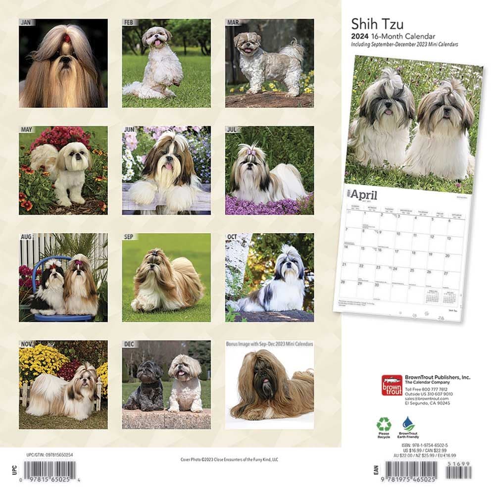 Shih Tzu 2024 Wall Calendar Calendars Com   24fc959f 34a5 43a5 Aefe 719995ee9cbe