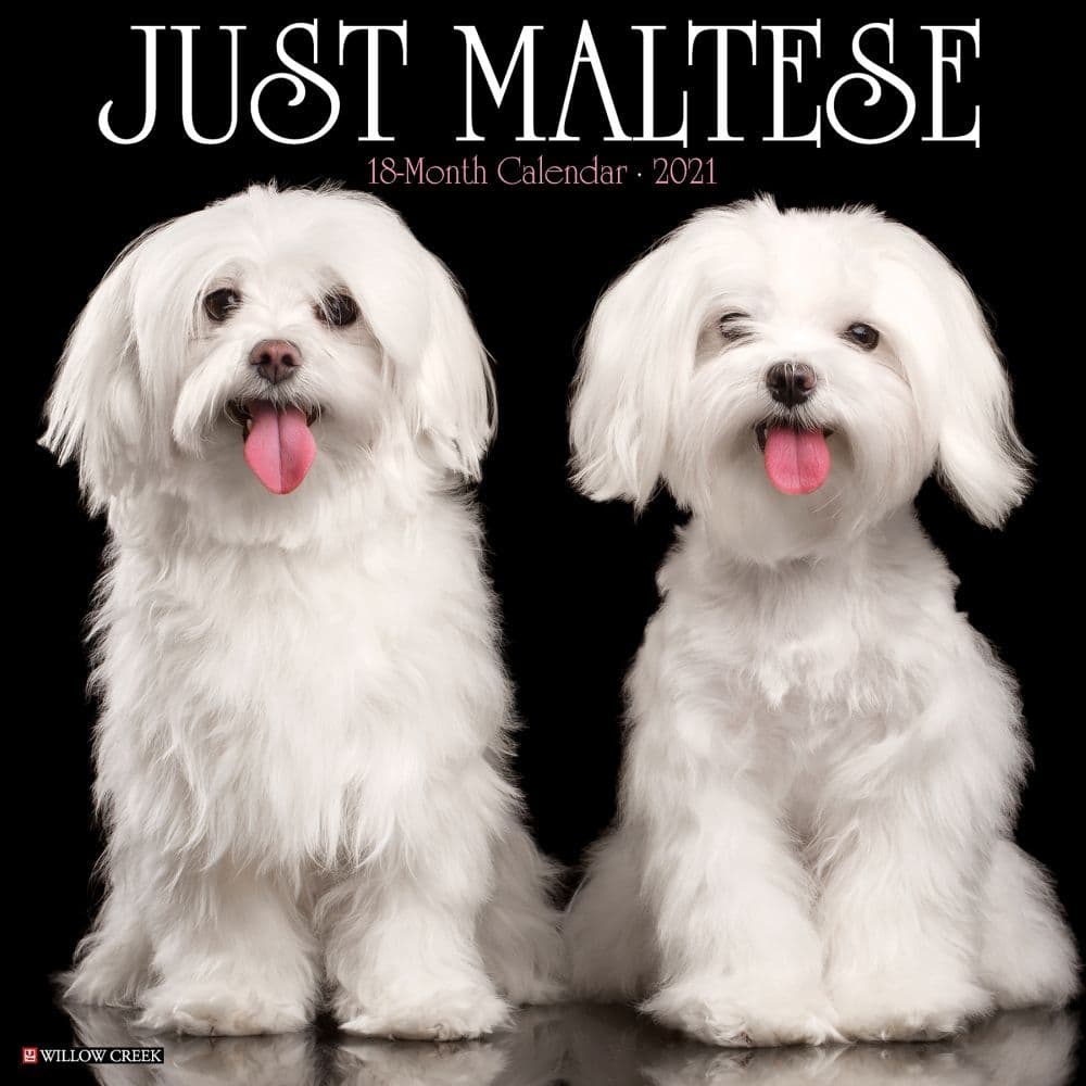 Just Maltese Wall Calendar