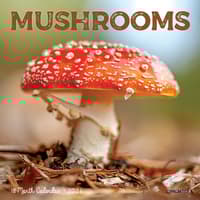 image Mushrooms 2026 Mini Wall Calendar Main Image