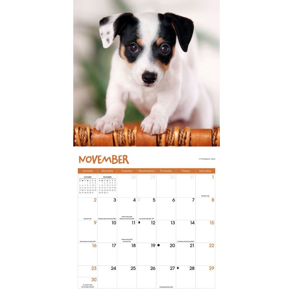 Puppies 2025 Wall Calendar Fourth Alternate Image width="1000" height="1000"