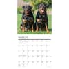 image Rottweilers Just 2025 Wall Calendar Second Alternate Image width=&quot;1000&quot; height=&quot;1000&quot;