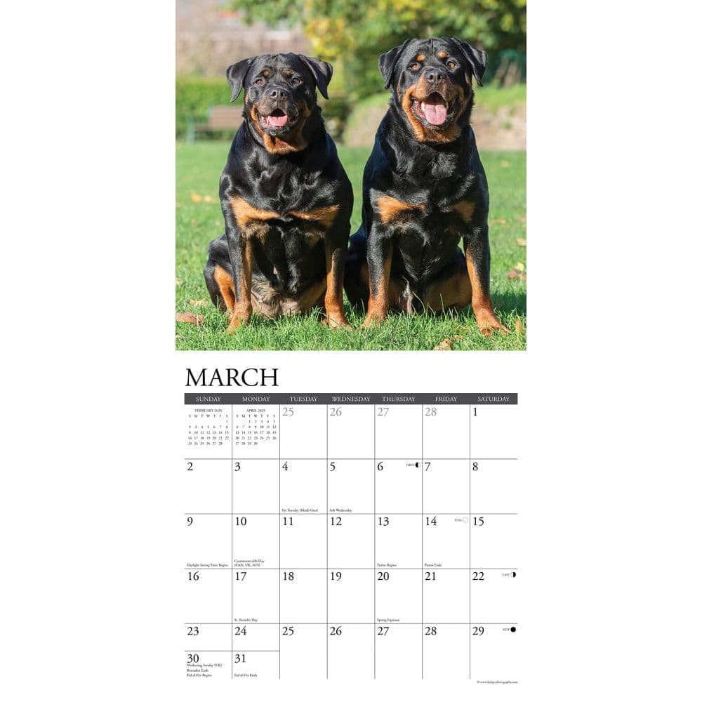 Rottweilers Just 2025 Wall Calendar Second Alternate Image width=&quot;1000&quot; height=&quot;1000&quot;