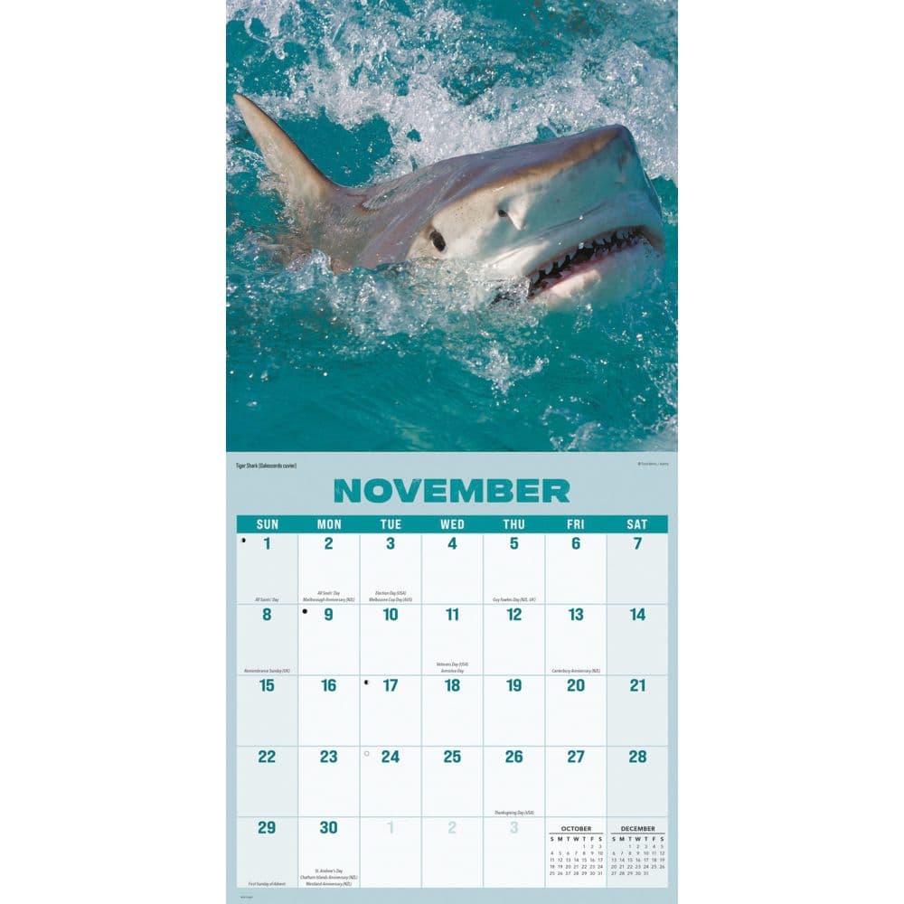 Shark Year 2026 Wall Calendar Fourth Alternate Image