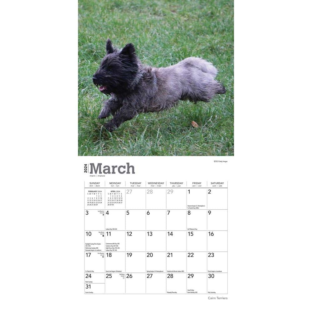 Cairn Terriers 2024 Mini Wall Calendar