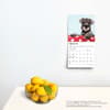 image Schnauzer Puppies 2024 Mini Wall Calendar Alternate Image 3