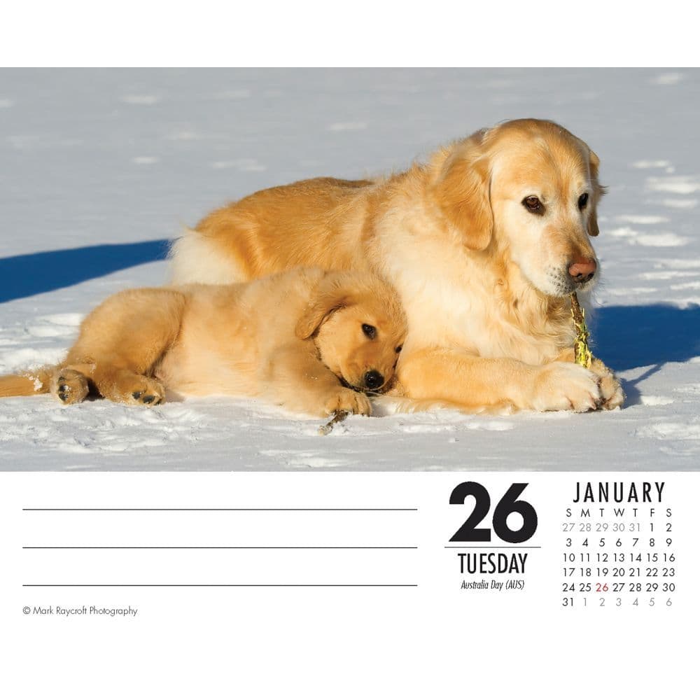 Just Goldens Desk Calendar Calendars com