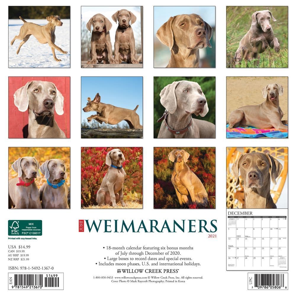 Just Weimaraners Wall Calendar