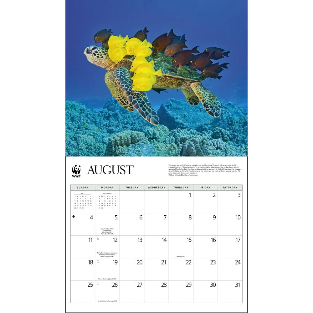 Sea Turtles WWF 2024 Wall Calendar Alternate Image 2