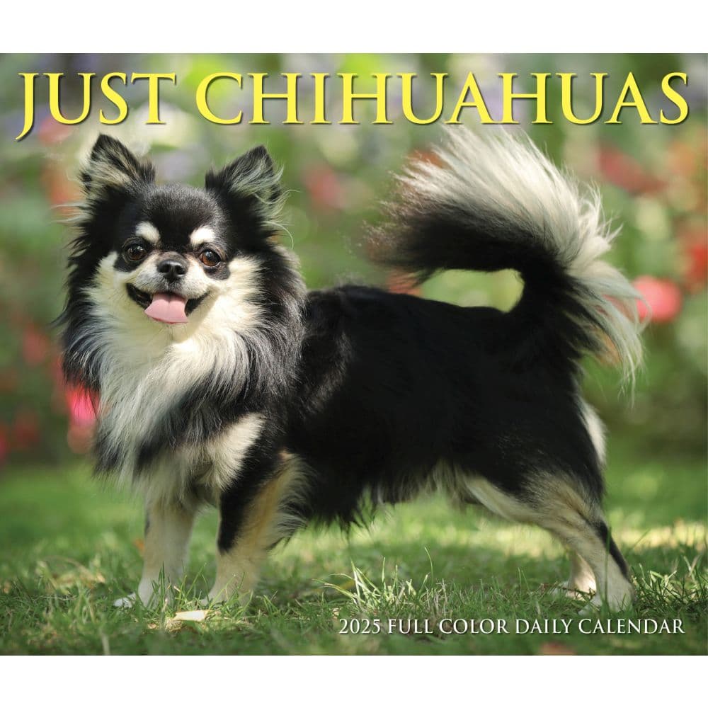 Just Chihuahuas 2025 Desk Calendar
